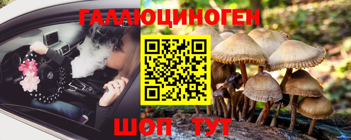Псилоцибиновые грибы Psilocybe Северобайкальск